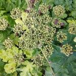 Heracleum sphondyliumFlower