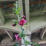 Alcea roseaBloem