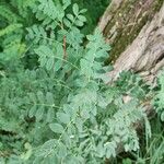 Caragana arborescens Feuille