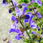 Salvia pratensis Flower
