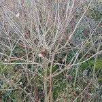 Viburnum lantana Habit