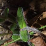 Phlox amoena Fulla