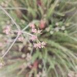 Eriogonum fasciculatum Flower