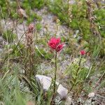 Castilleja parviflora Habit