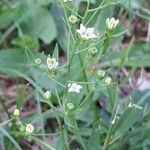 Thesium linophyllon Fleur