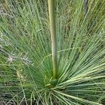 Xanthorrhoea resinosa Blad