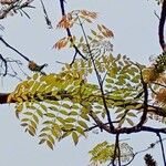 Acrocarpus fraxinifolius Ravina