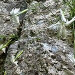 Dianthus spiculifolius