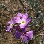 Marcus-kochia littorea Flower