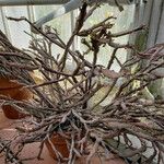 Euphorbia platyclada Hábito