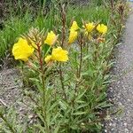 Oenothera elata Foglia