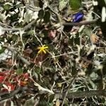 Corokia cotoneaster Folha