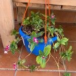 Catharanthus roseusBlad