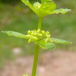 Cruciata glabra Flor