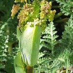 Thapsia villosa Virág