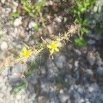 Lactuca viminea Flor