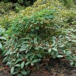 Rhododendron neriiflorum عادت داشتن