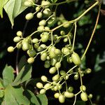 Mussaenda forsteniana Fruto