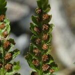 Athyrium distentifolium Vrucht