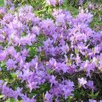 Rhododendron wadanum 整株植物