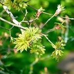 Acer japonicum 整株植物