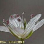 Minuartia setacea Flor