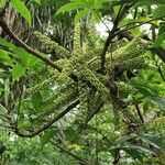 Schefflera digitata Fruto