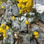 Aurinia petraea Flor