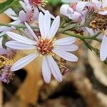 Tripolium pannonicum Flower