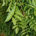 Lonchocarpus parviflorus Yaprak