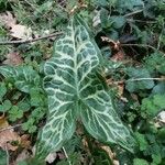 Arum italicum Liść