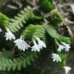 Angraecum distichum Floare