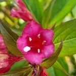 Weigela florida 花