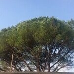 Pinus pinea Fuelha