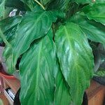 Spathiphyllum wallisii RegelLeht