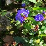 Ceratostigma plumbaginoidesFloare