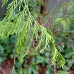 Juniperus flaccida Лист