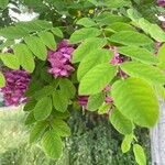 Robinia hispida Frunză