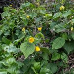 Abutilon grandifolium Цвят