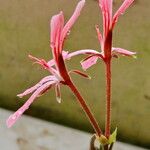 Pelargonium acetosum Kukka