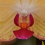Phalaenopsis × singuliflora Muu