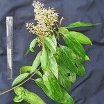 Nectandra membranacea Іншае