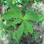 Erechtites hieraciifolius Leaf