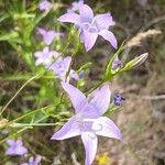Campanula patula Flower