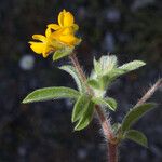 Anthyllis circinnata Flower