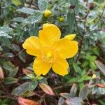 Hypericum patulum 花