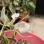 Brassavola nodosa Flower
