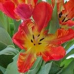 Tulipa gesneriana പുഷ്പം