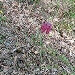 Fritillaria meleagris Flower