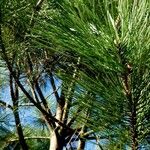 Pinus nigra ᱛᱟᱦᱮᱸ